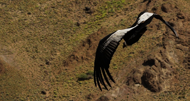 Cóndor Andino,  Vultur Gryphus.