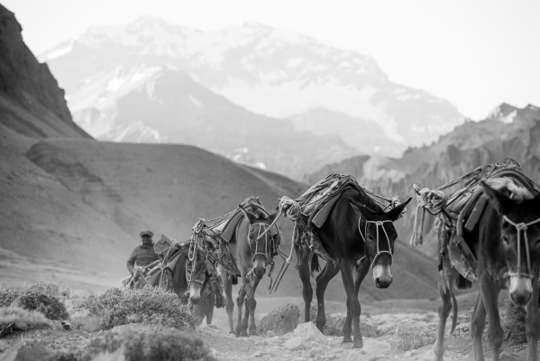 Mulas en Aconcagua